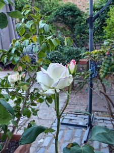 A white rose in the LBH garden.