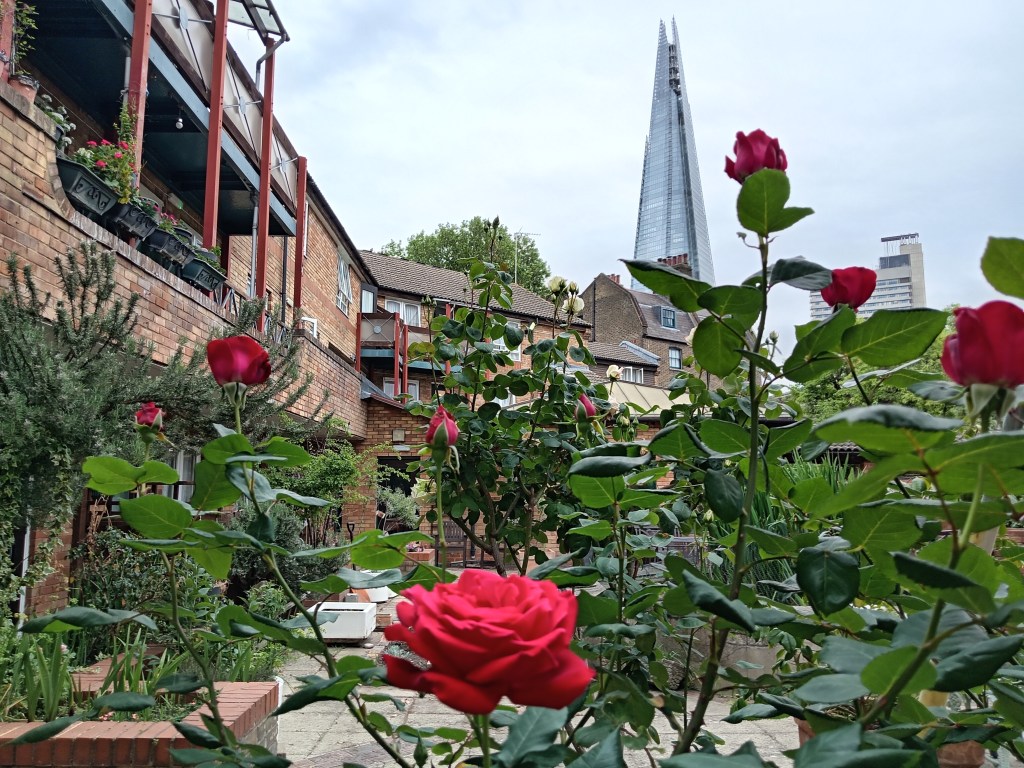 Pick of the Shard, London from Lucy Brown House garden, closeup plenty of roses.